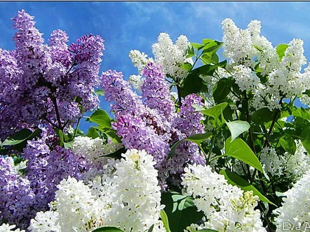 Весной она пахуч зацветала. Майский сад сирень черёмуха. Сирень Мичурин.