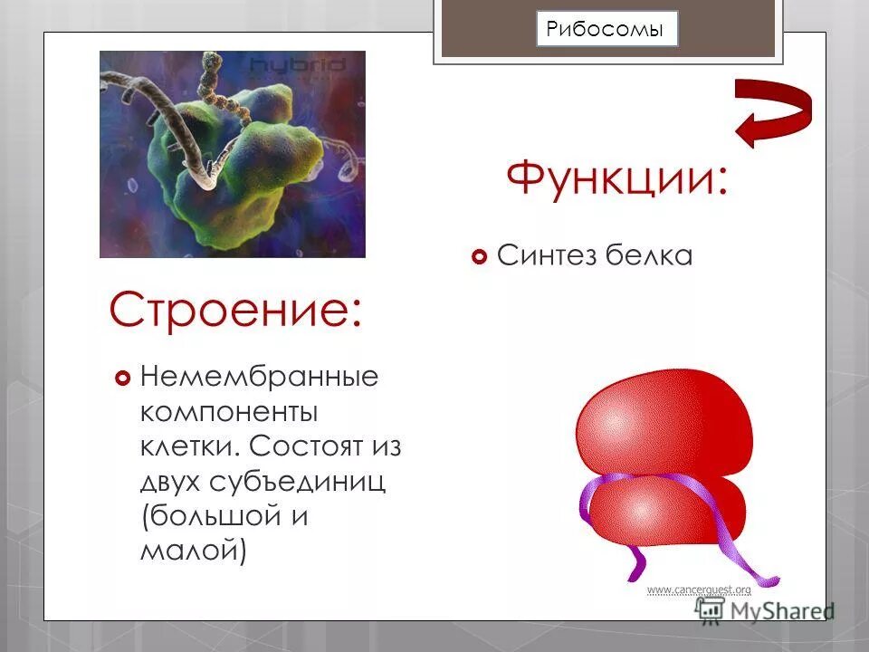 Виды и функции рибосом. Виды и функции рибосом