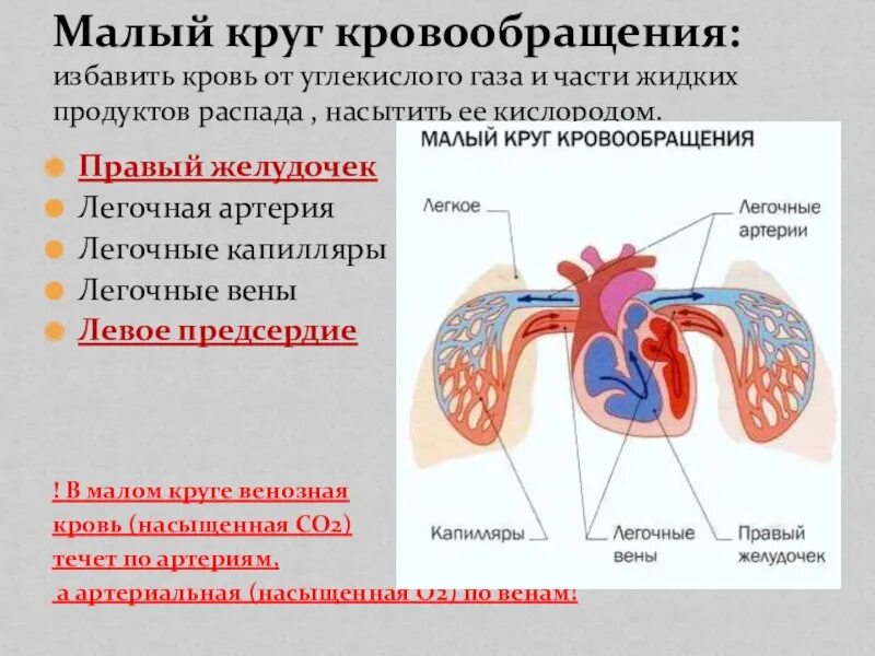 Малый Крук кровообращения. Малый круг кровообращения. Круги кровообращения малый круг. Малый легочный круг кровообращения. Легочной круг кровообращения заканчивается