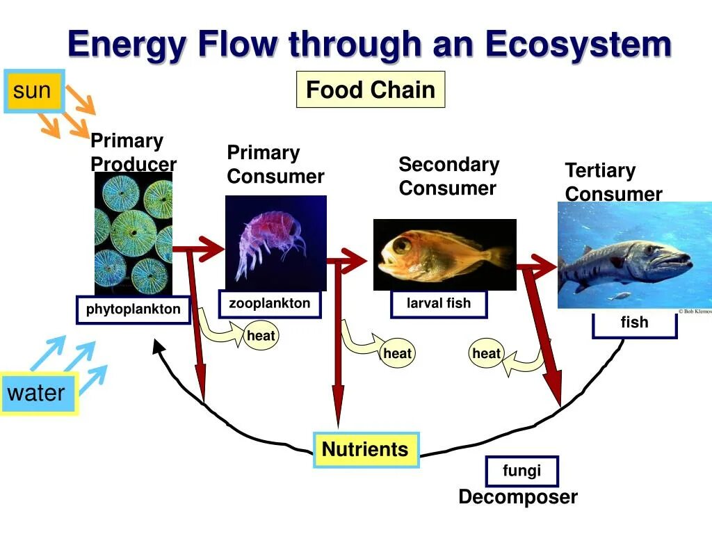 Пищевая цепочка фитопланктон. Фитопланктон зоопланктон пищевая цепь. Фитопланктон цепь питания. Ecosystem Energy Flow.