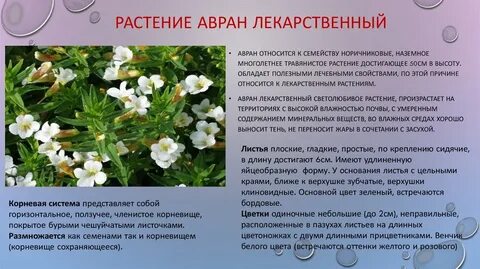 По какой причине растения