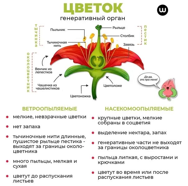 Цветок функции кратко. Строение растений ЕГЭ биология. Строение цветка ЕГЭ биология. Строение цветка схема ЕГЭ. Строение цветка.