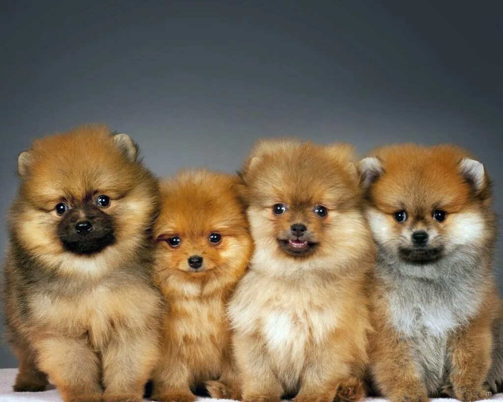 Какие бывают собачки. Мальтийская болонка teacup. Пражский крысарик. Порода собак чихуахуа чихуахуа. Терьер йоркширский малошерстный.