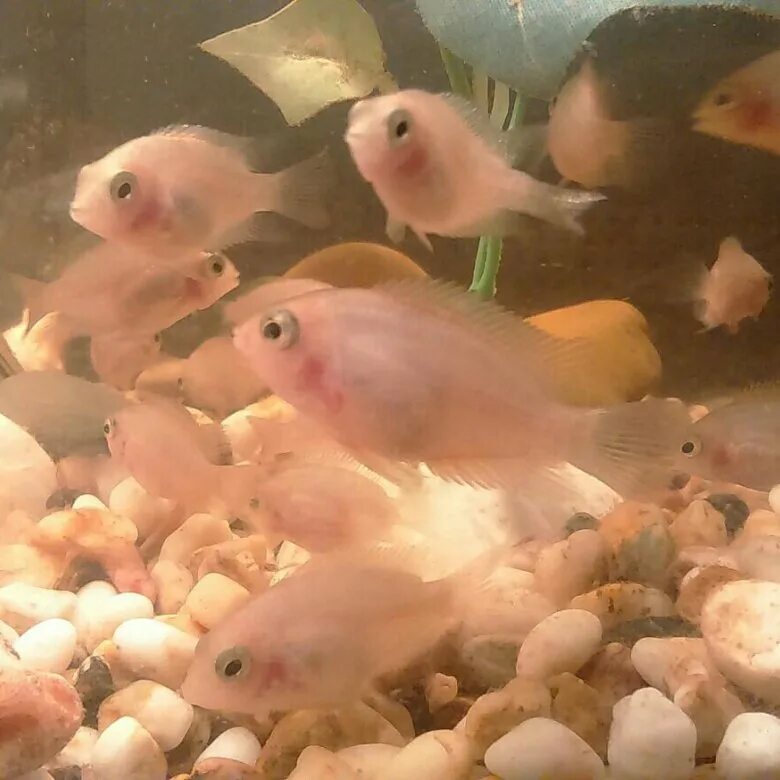 Мальки фламинго. Цихлазома чернополосая альбинос фламинго. Цихлазома альбинос фламинго. Мальки фламинго. Цихлазома фламинго мальки.