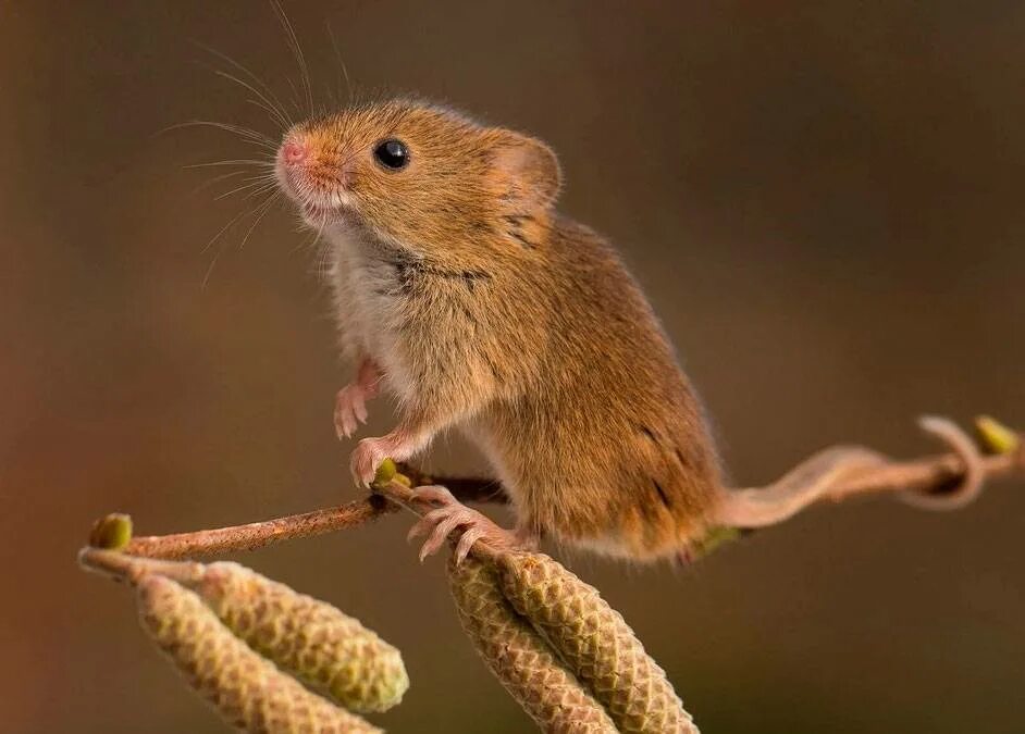 Скорость мыши полевой. Эворонская полевка. Мышь полевка. Мышонок полевки. Мышь полевка маленькая.