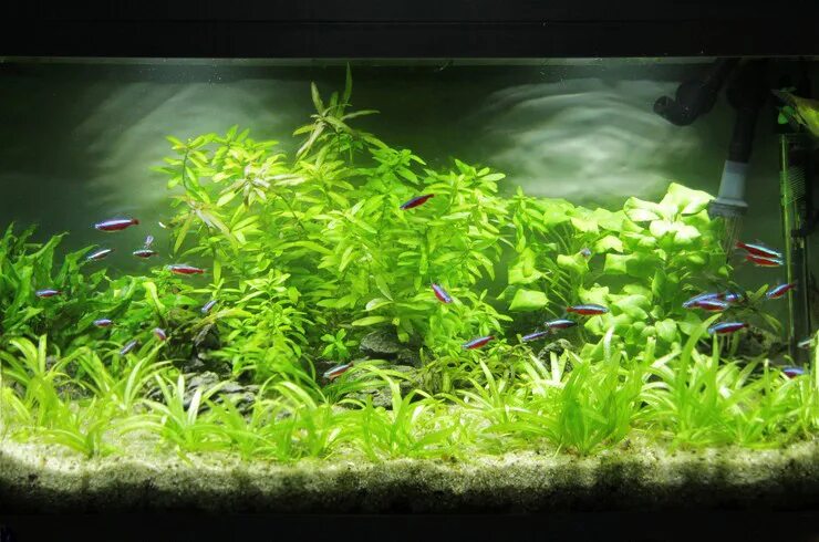 Рыбки для аквариума 30 литров неприхотливые. Гуппи черри. Рыбки для аквариума неприхотливые. Маленькие рыбки для аквариума. Медленно растущие неприхотливые аквариумные растения.
