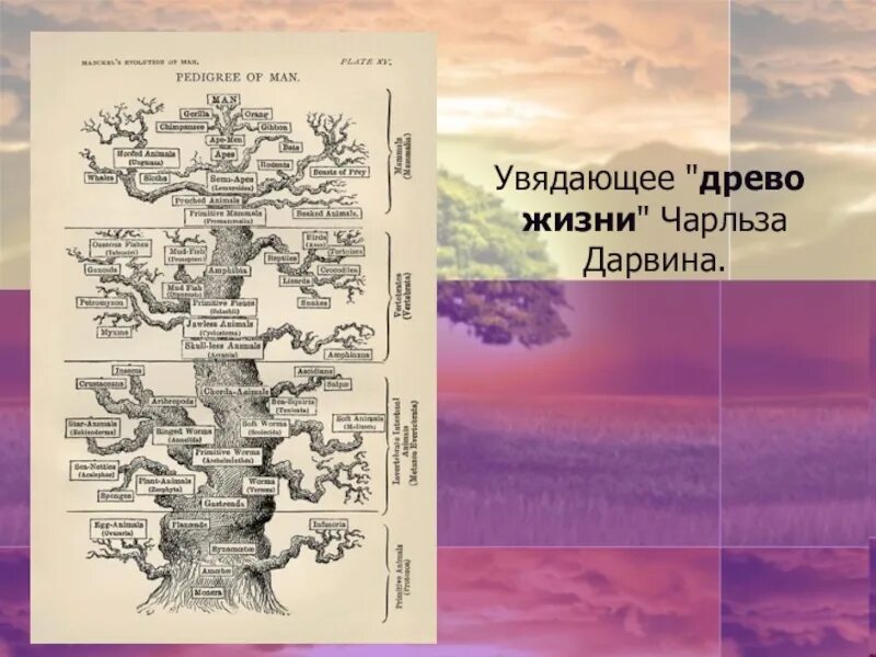 Эволюционное дерево жизни Чарльза Дарвина. Эволюционное Древо Дарвина. Генеалогическое дерево Чарльза.