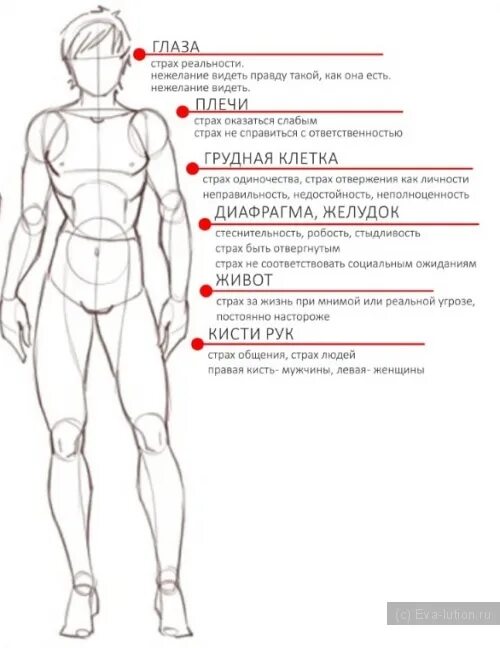 Психосоматика левая сторона у женщин. Психосоматика карта тела человека. Карта тела Райха психосоматика. Блоки в теле человека психосоматика. Райх схема тела.