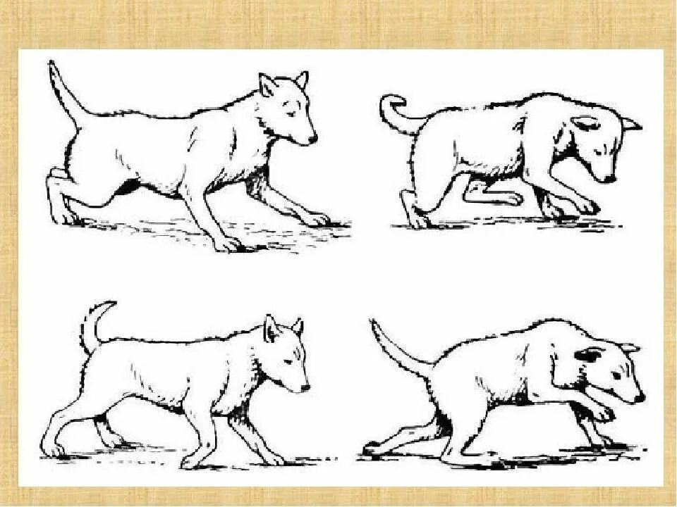 Координация у собаки. Координация у собаки. Мозжечковая атаксия у собак. Координация у собаки. Астазия это у животных.