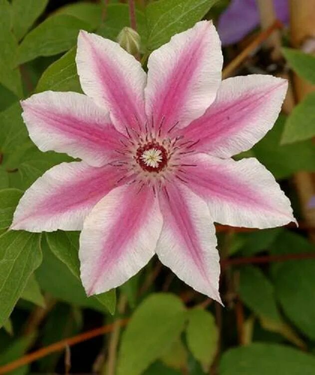 Clematis 'Carnaby', Clematis 'Carnaby' - uploaded by @DanCooney