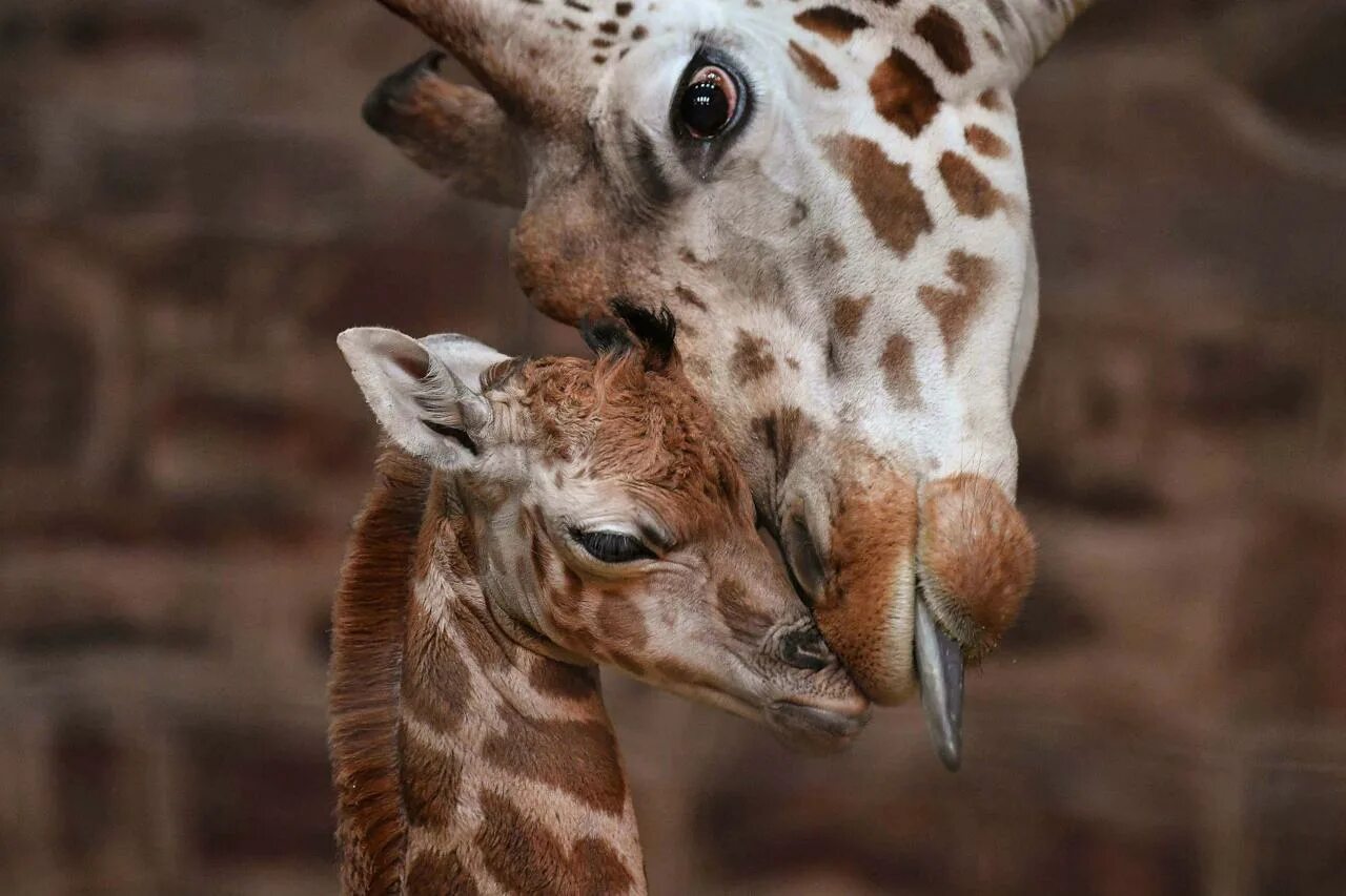 Сколько детенышей жирафа родилось за 2 года. Жираф и Жирафенок. Детеныши животных. Жираф с детенышем. Детеныш жирафа.