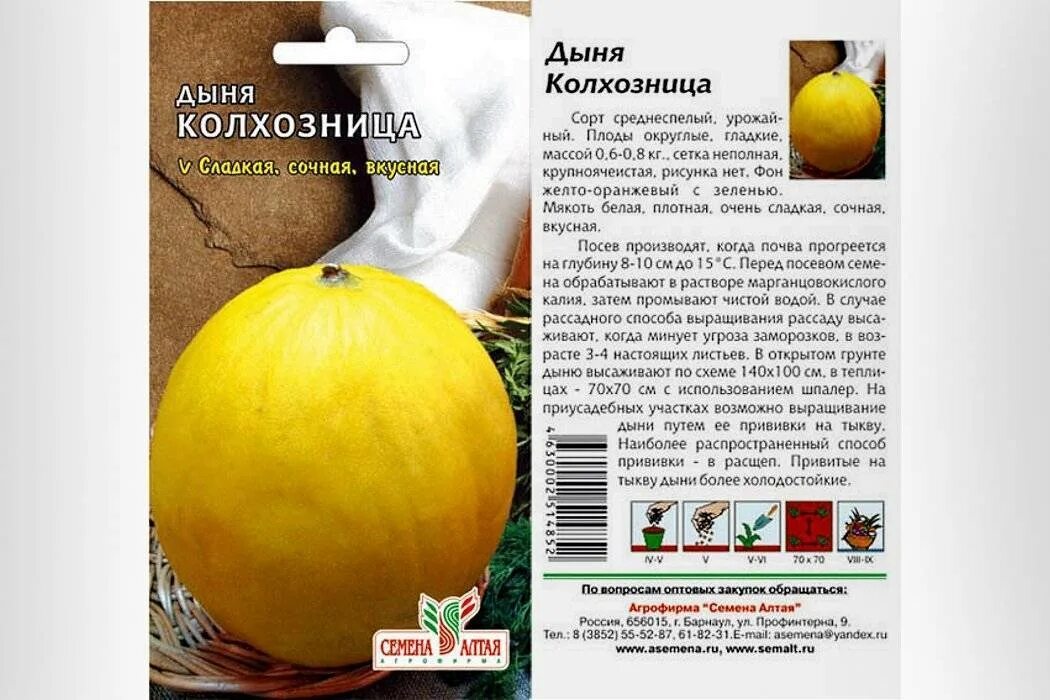 Дыня колхозница описание сорта фото отзывы садоводов