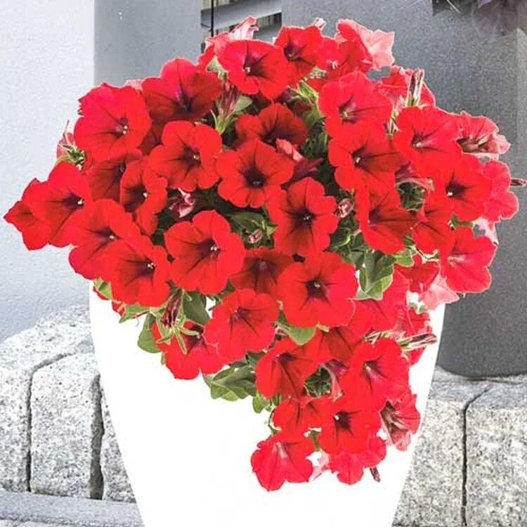 Петуния ламбада f1 многоцветковая, смесь сортов 7шт ц/п аэлита. Петуния ламбада f1. Петуния ламбада f1. Петуния ламбада ред вейн. Петуния ламбада f1.