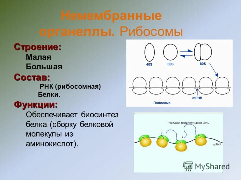 Функции рибосомы клетки кратко. Строение рибосомы растительной клетки. клеточная структура рибосомы. строение рибосомы и ее функции. рибосомы строение и функции 10 класс.