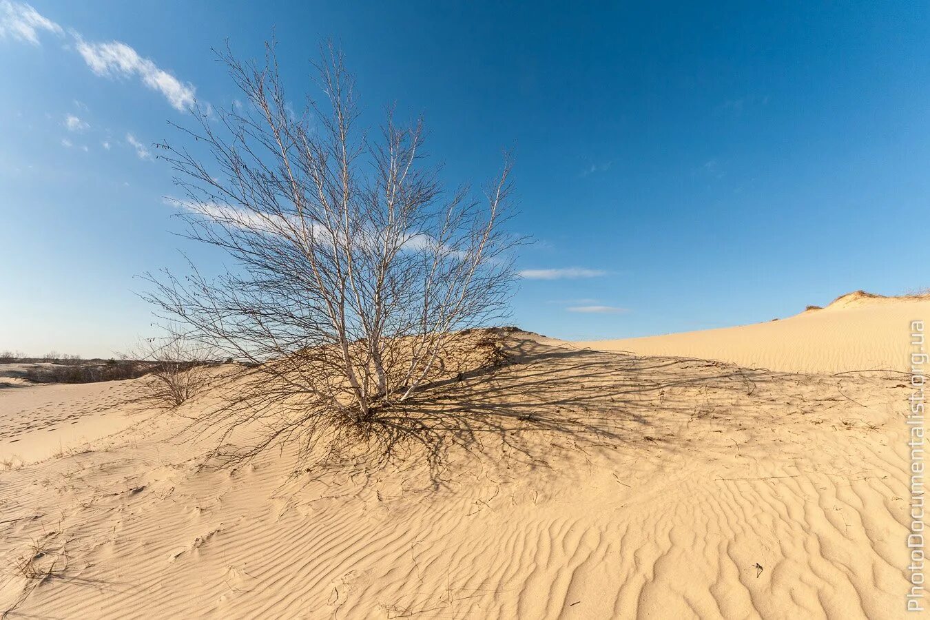 Пустыни и полупустыни климат. Пустыня Чарские Пески климат. Барханы Прикаспийской низменности. Пейзаж пустыни Кызылкум.