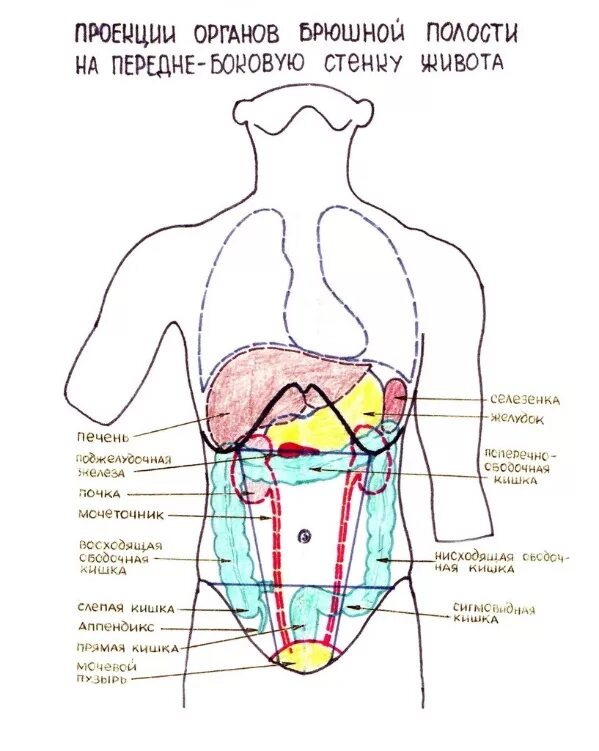 Области живота схема проекция органов. Топография органов брюшной полости схема. Проекция органов на переднюю брюшную стенку. Проекция органов пищеварения на переднюю брюшную стенку.