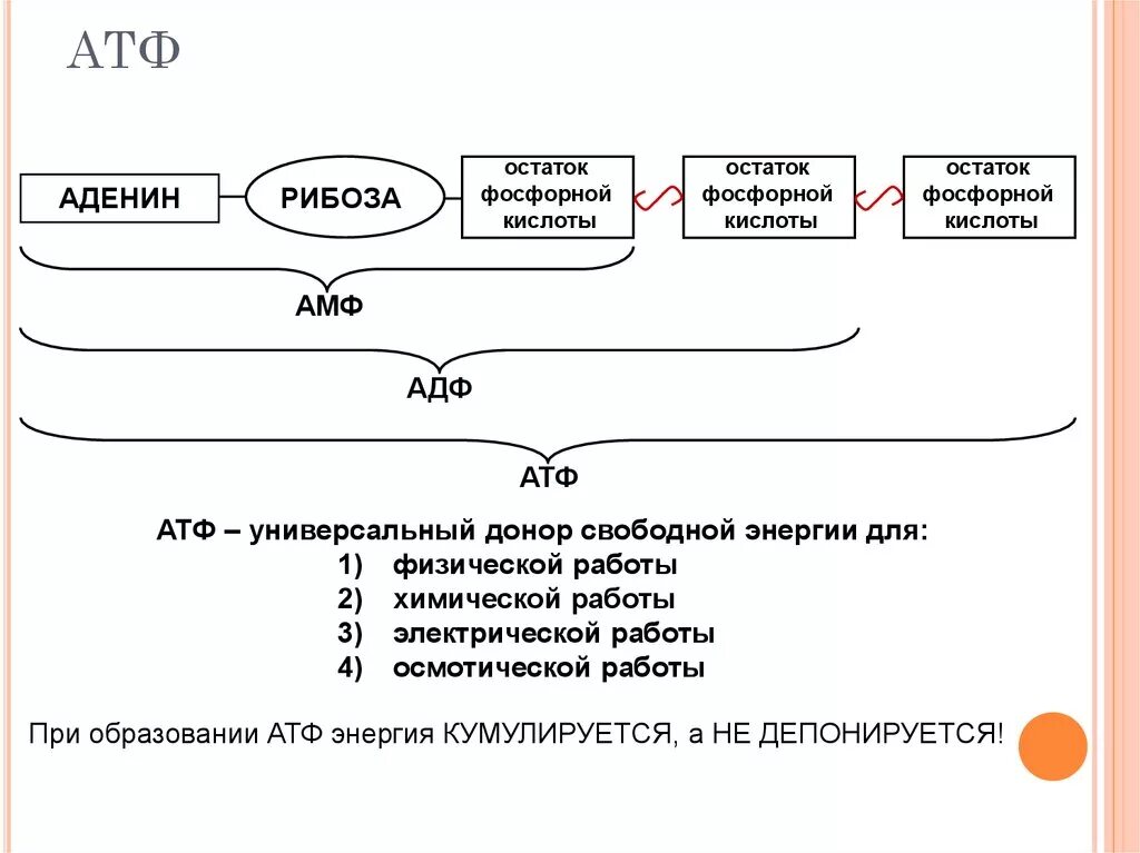 3 части атф. Химическая структура АТФ. Схема строения АТФ. Структурные элементы АТФ. АТФ это в биологии схема.