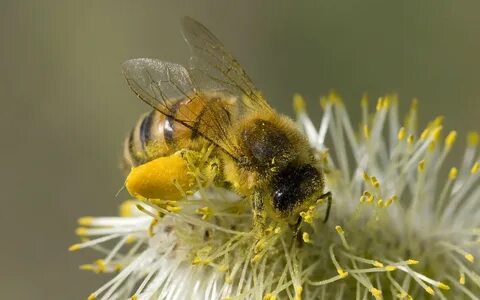 Honey bee pollen