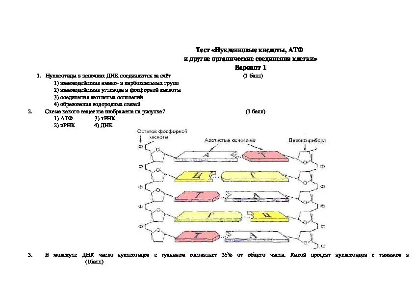 Нуклеиновые кислоты ДНК РНК АТФ. Биология 10 класс нуклеиновые кислоты, АТФ. АТФ биология 10 класс. Функции нуклеиновых кислот и АТФ.