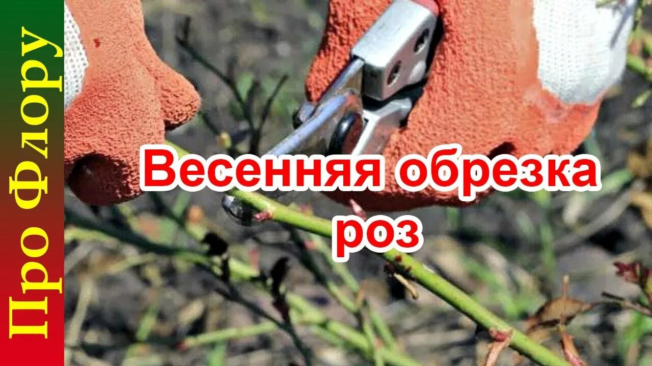 Розы обработанные купоросом фото. Можно ли весной обработать розы медным купоросом. Обработка роз от болезней. Схема обработка от парши. Медный купорос для растений весной от вредителей и болезней.