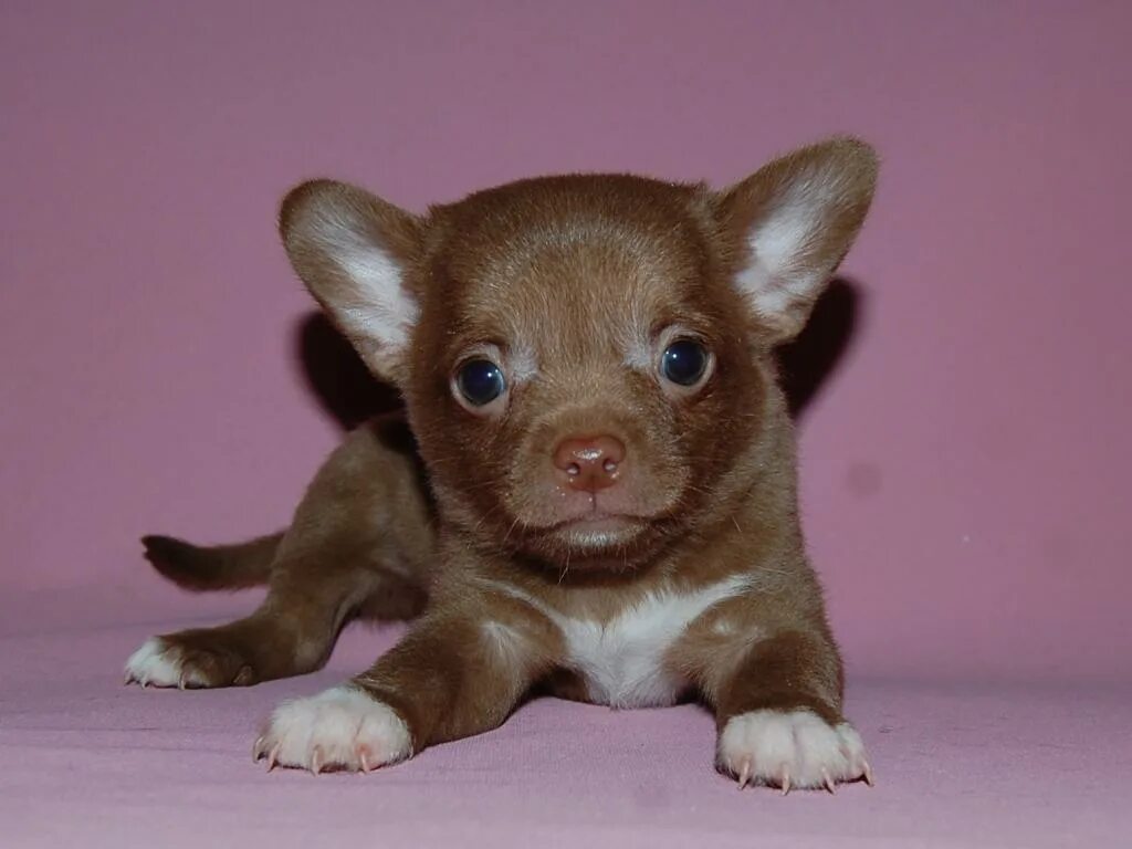 питомник собак. питомник для животных. питомник щенков в москве. собачий питомник в москве. щенки в питомнике.