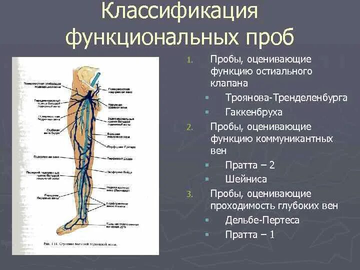 Перфорантные вены нижних конечностей анатомия. БПВ Вена остиальный клапан. Остиальный клапан малой подкожной вены. Остиальный клапан большой подкожной вены.