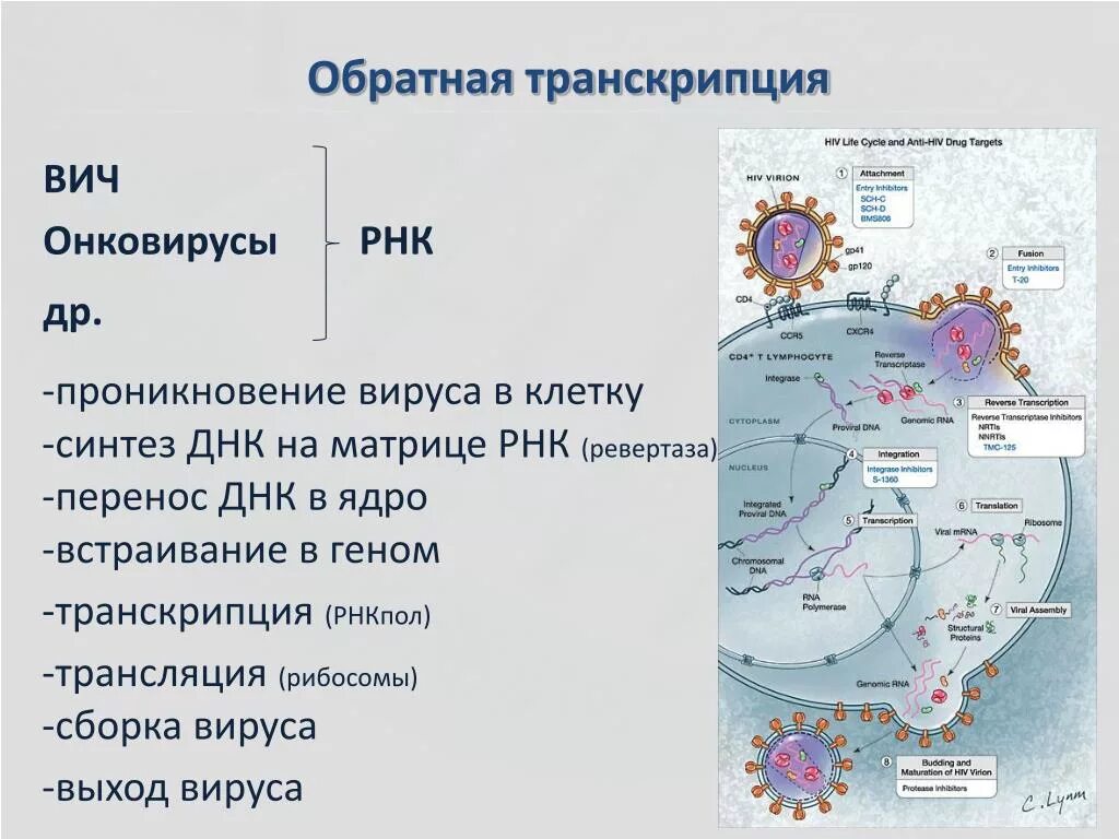 Вирусный транскрипция. Обратная транскрипция Биосинтез ДНК на РНК-матрице. Обратная транскрипция у вирусов. Обратная транскрипция вирусной РНК. Процесс обратной транскрипции вирусов.