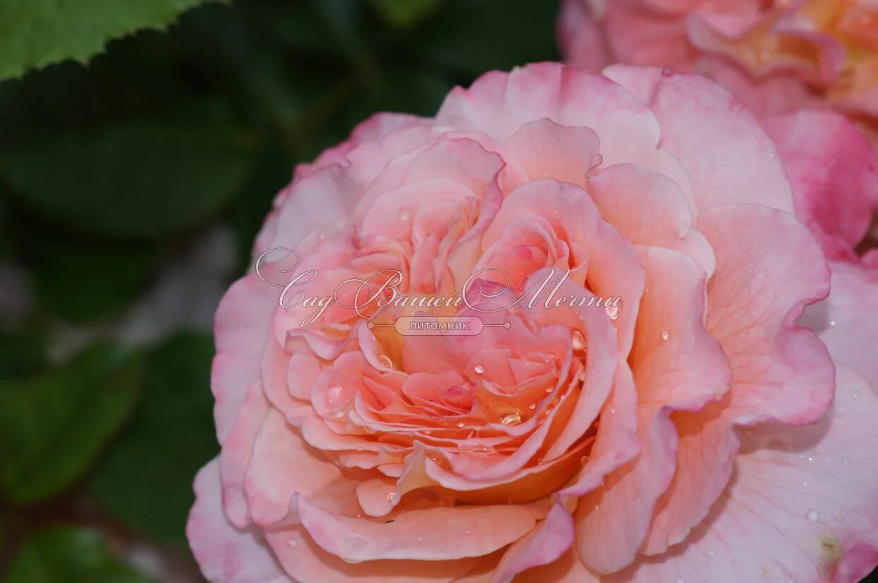 Элит розы каталог с ценами питомник. Элитные розы саженцы. Питомник элитных роз. Элит розы каталог с ценами питомник. Роза наранга питомник элит.