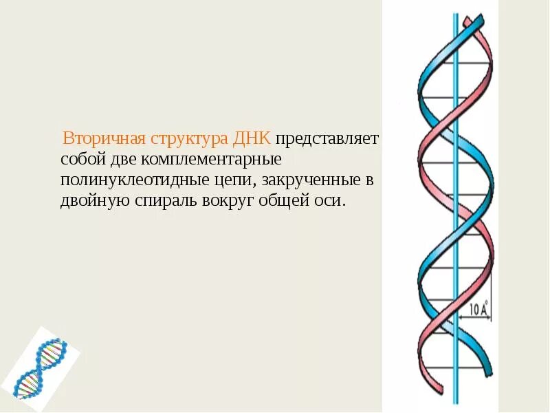 Вторичная цепь днк. Вторичная структура ДНК представляет собой двойную спираль:. Строение вторичной структуры ДНК. Вторичная структура молекулы ДНК. Молекула ДНК представляет собой двойную спираль.