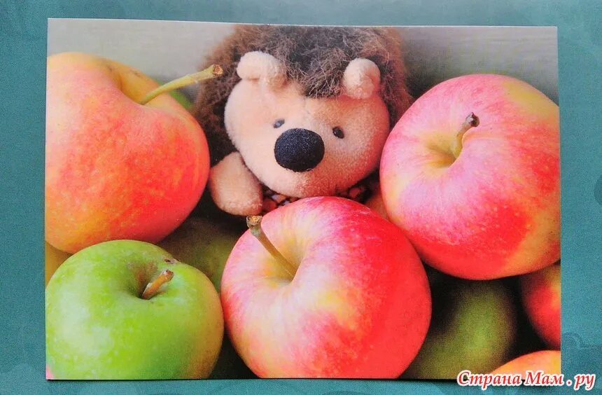 Яблоня любовь. Люблю яблоки. Персонажи которые любят яблоки. Кто из животных любит яблоки. Альбом с яблоком.