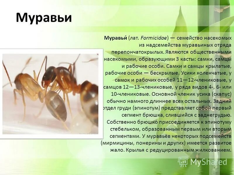 муравей. общественные насекомые презентация. муравьи считаются общественными насекомыми так как. муравьи считаются общественными насекомыми так как. Solenopsis invicta.