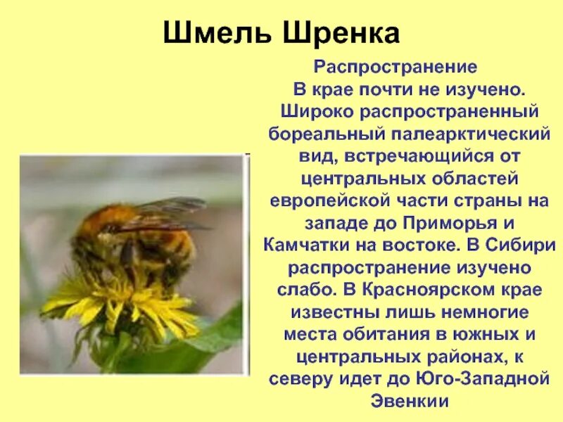 Шмель Шренка красная книга ХМАО. Шмель Шренка – Bombus schrencki. Шмель Шренка красная книга. Шмель Шренка фото. Информация о шмелях 2 класс