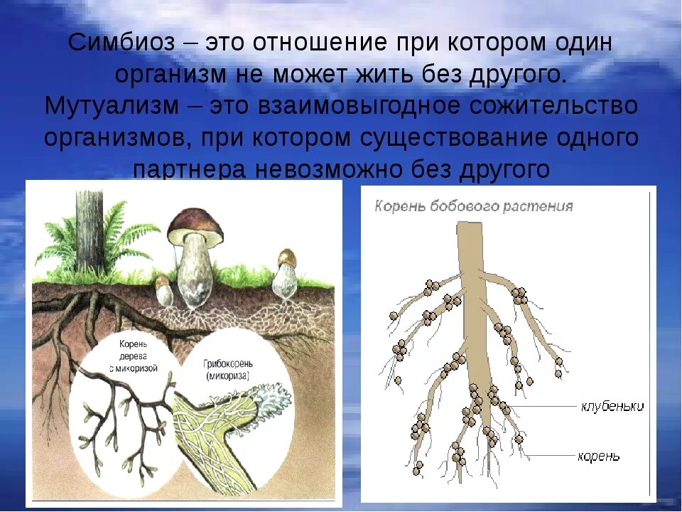 Какие организмы вступают в симбиотические отношения. Симбиоз. Симбеи. Пример симбиотических отношений организмов. Симбиоз это в биологии.