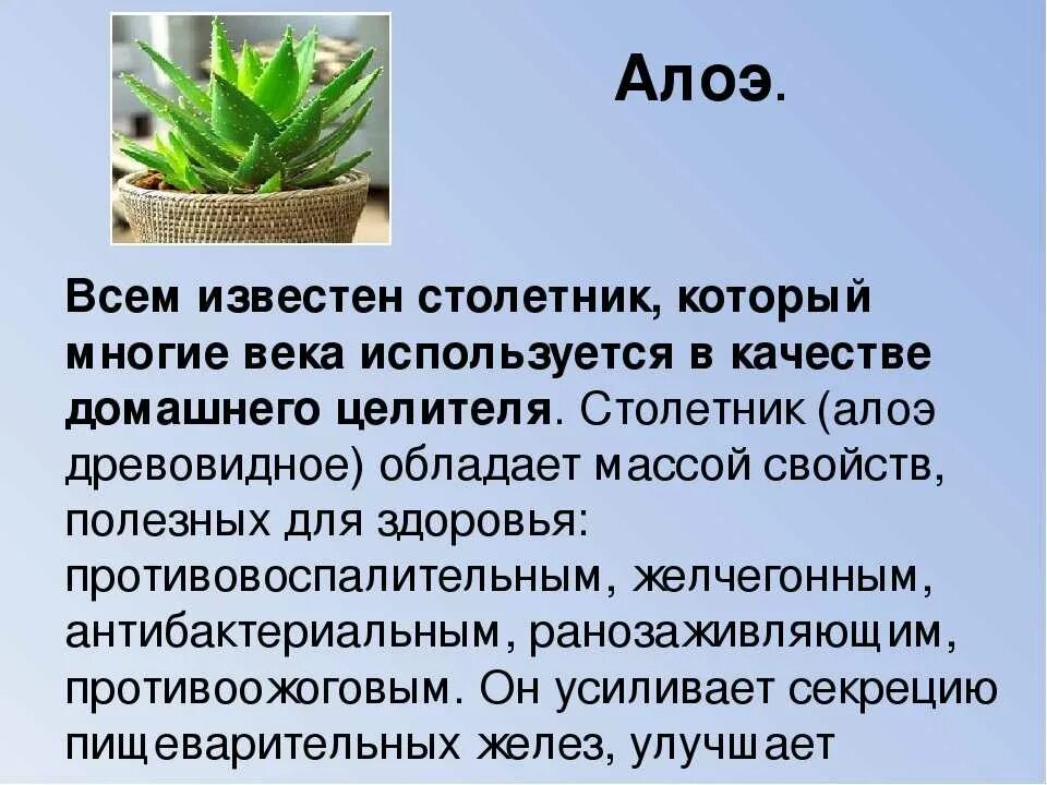 Алой описание