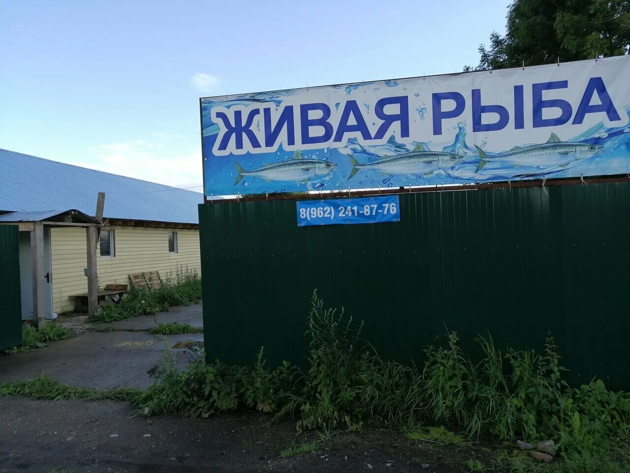 живая рыба москва. реклама магазина живой рыбы. живая рыба в аквариуме. баннер с рыбой в рыбный магазин. живая рыба москва.