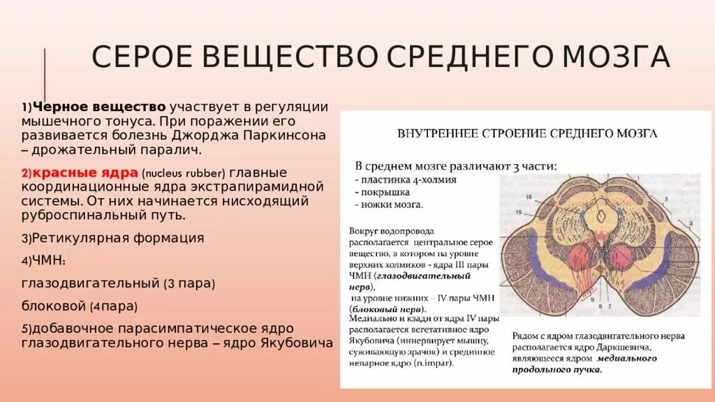 Серое вещество среднего мозга. Покрышка среднего мозга. Черное вещество среднего мозга. Ядра серого вещества среднего мозга. Функции серого вещества головного мозга