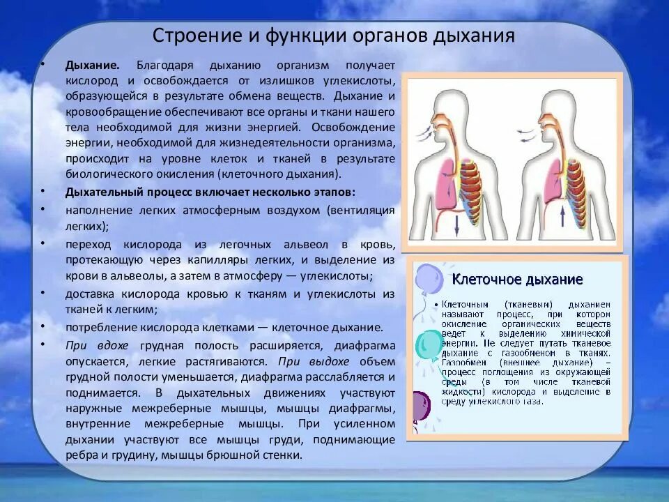 При усиленном дыхании организм