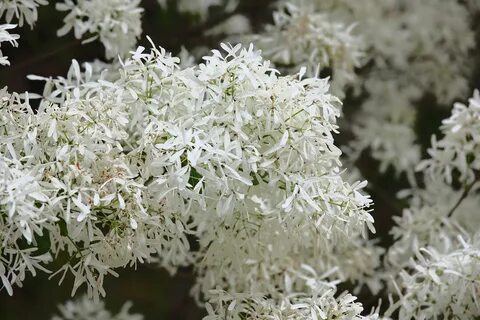 Кустарник 5 букв на е