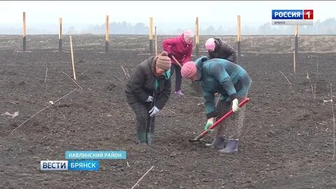 Погода комаричи брянская область на 3 дня