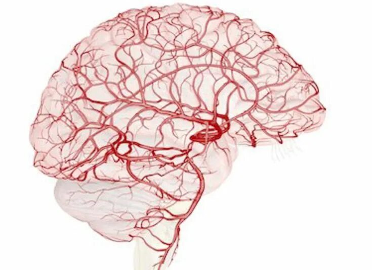 Имеет крови мозга и. Кровеносная система головного мозга человека. Капиллярная сеть головного мозга. Кровеносные сосуды головы.