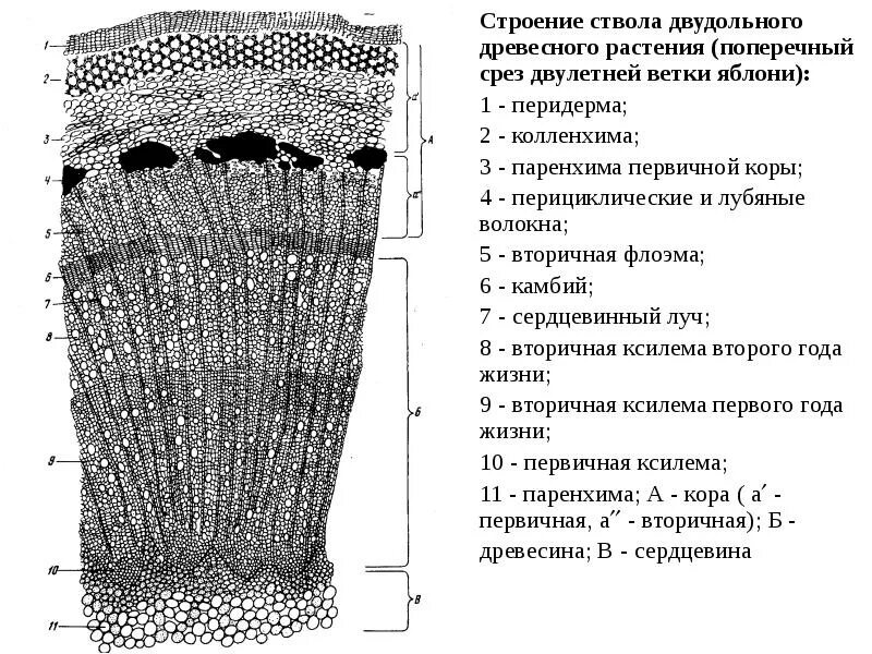 Строение поперечного среза. Строение стебля двудольного древесного растения. строение среза стебля двудольного растения. внутреннее строение стебля двудольных растений. поперечный срез стебля двудольного растения.