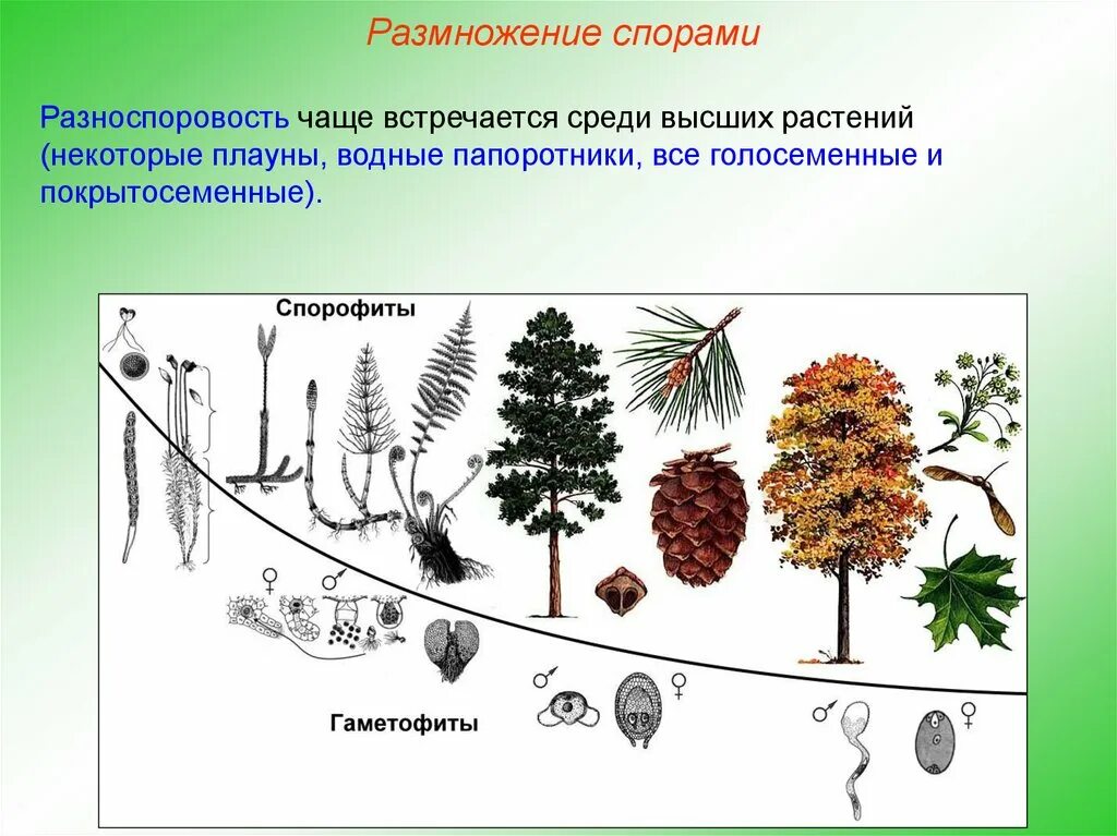 Преобладает жизненная форма деревья размножаются спорами