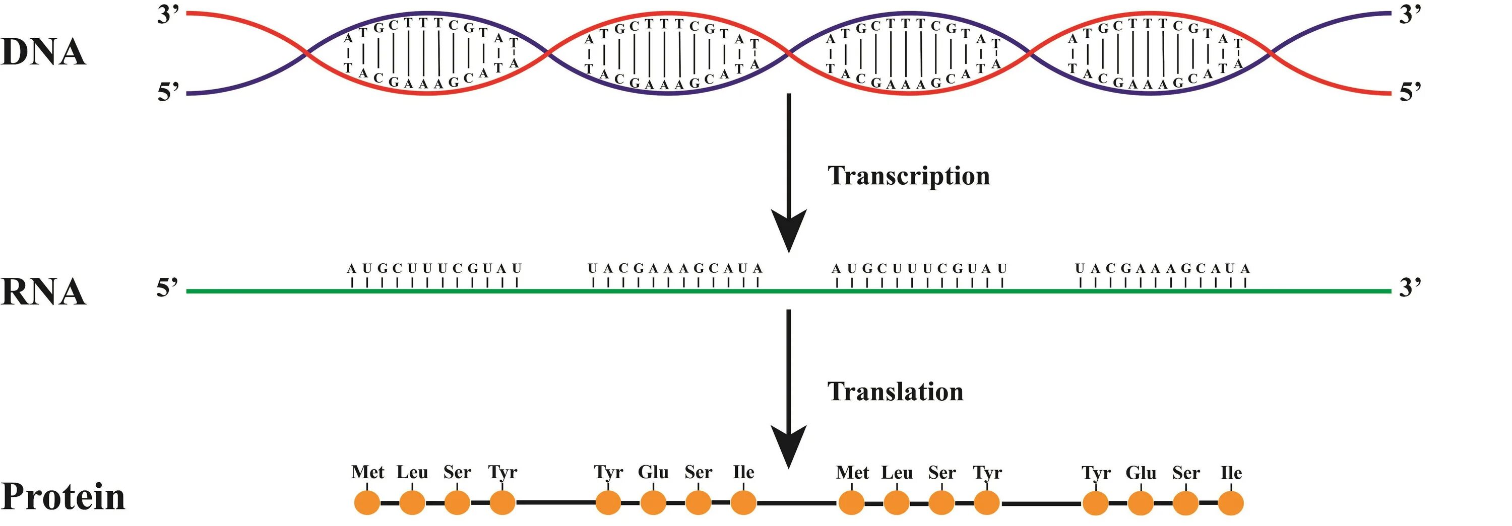 Dna using. Dna transcription. dna rna protein. двойные и тройные связи в днк. график днк.