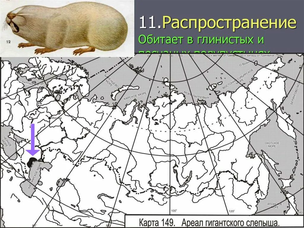 Черношапочный сурок ареал. Ареал леммингов в России. Сурок ареал обитания в России. Ареал сусликов.