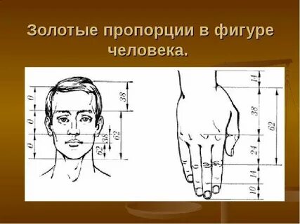 Укажите правильные пропорции