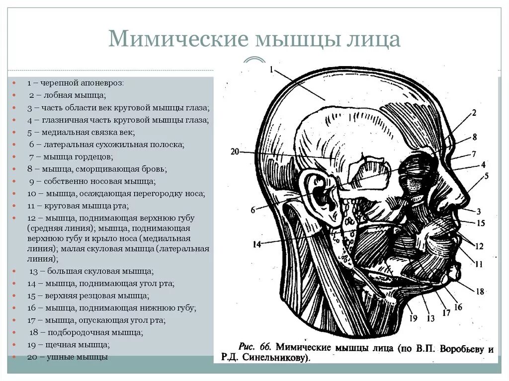 Массаж апоневроза головы. Мышцы лица. Мимические мышцы схема. Мышцы лица мимические мышцы.