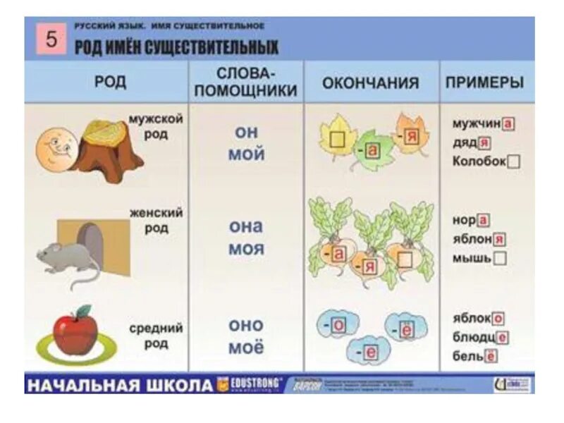 Род существительных. Род существительных в русском языке. Род имени существительного. Слова мужской женский средний род.