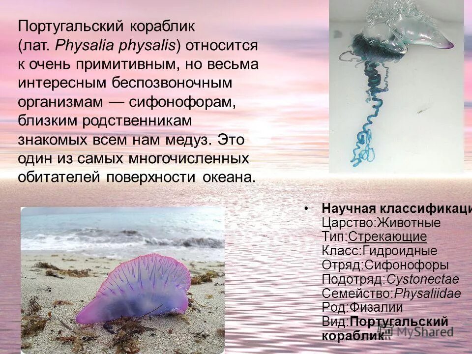 медуза к какому классу животных относится. жизненный цикл кишечнополостных егэ. беспозвоночные кишечнополостные. представители кишечнополостных 5 класс биология. представители сцифоидных кишечнополостных.