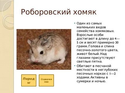 Хомяк есть ли смысл