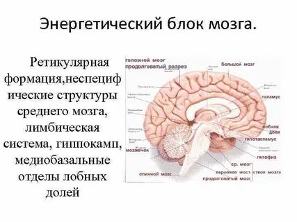 Функциональные системы головного мозга